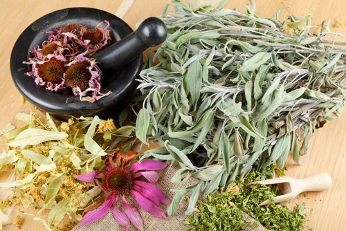 6 Plantes Médicinales Les Plus Efficaces